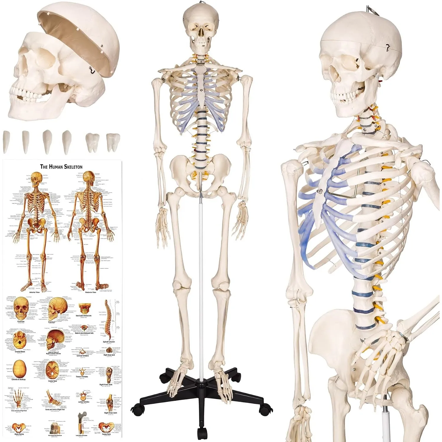 tectake® menschliches Skelett, Skelett lebensgroß, Human Design Anatomie Modell, Skelett Modell der menschliche Körper,…