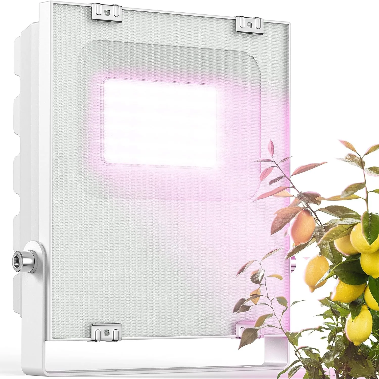 Meine Orangerie - LED Pflanzenlampe zur Überwinterung von mediterranen Pflanzen - Entwickelt mit den Zitruspflanzen-Pro…