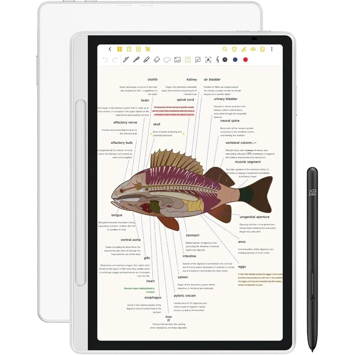 XPPen Magic Note Pad digital Notizpad 10,95 Zoll Farb E-Book Reader